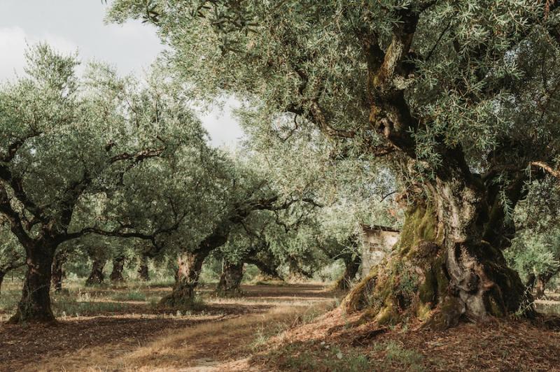 Olive Grove