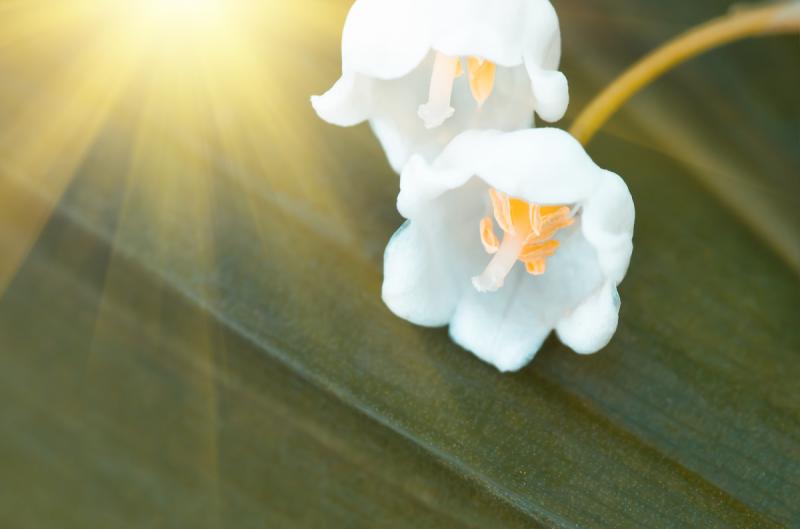 Lily of the valley flowers