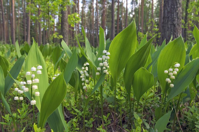 Lily of the valley leaves