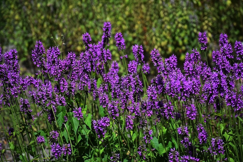 Wood Betony Plants