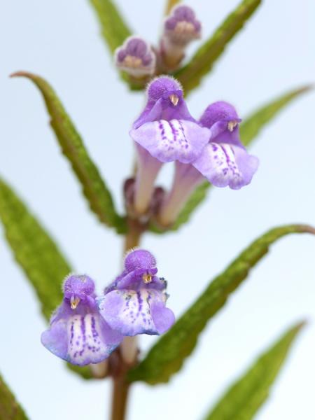 Scutellaria galericulata 