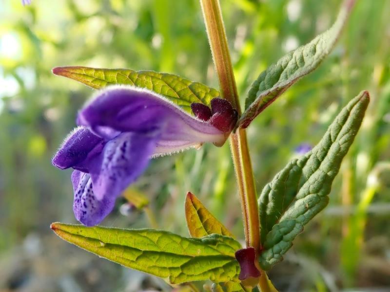 Skullcap Flower