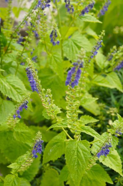 Scutellaria lateriflora