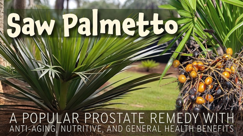 Saw Palmetto: A prostate remedy with anti-aging, nutritive, and general health benefits