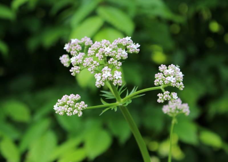 Valerian flowers from Adobe Stock