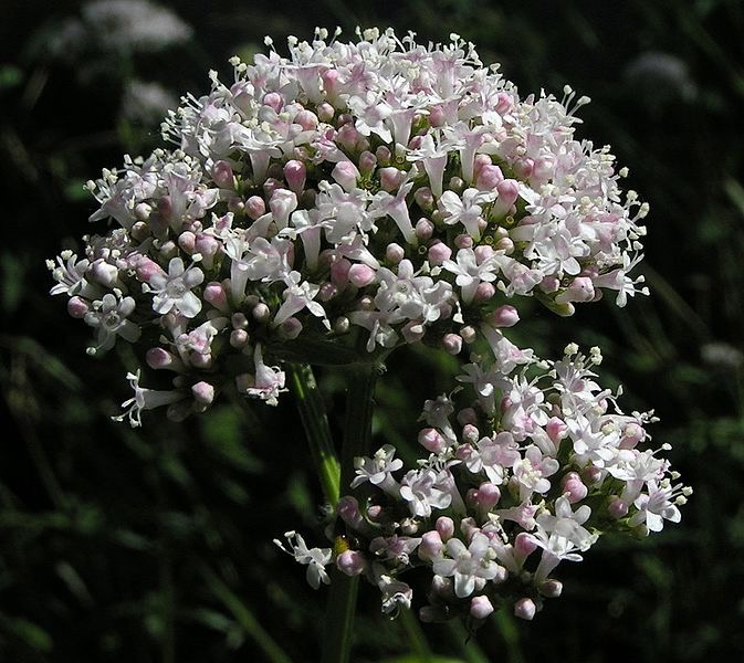 Valerian flowers from Wikipedia Commons