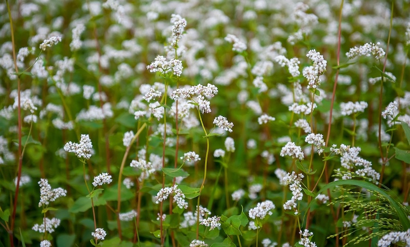 buckwheat plants