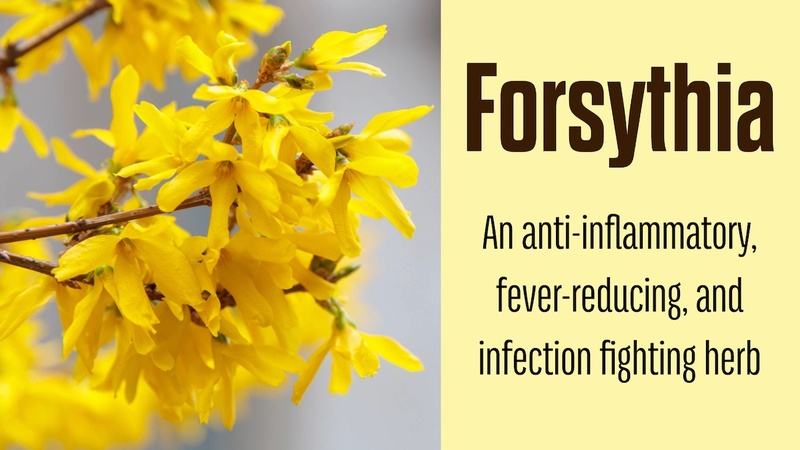 Forsythia: An anti-inflammatory, fever-reducing, and infection fighting herb
