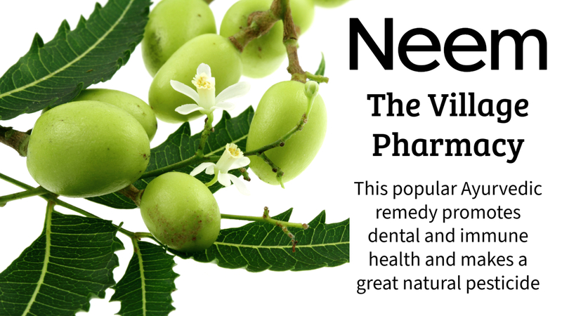 Neem: The Village Pharmacy: A popular Ayurvedic remedy for dental and immune health and a great natural pesticide