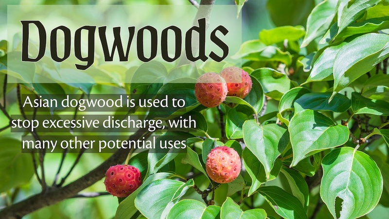 Dogwoods: Asian dogwood is used to stop excessive discharge, with many other potential uses