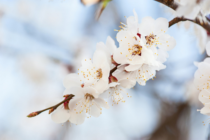 Apricot Flowers2
