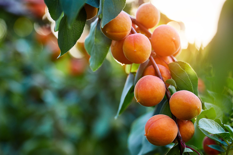 Apricot Fruits Tree