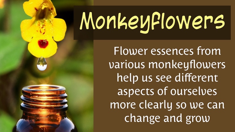 Monkeyflowers: Flower essences to help see ourselves more clearly so we can change and grow