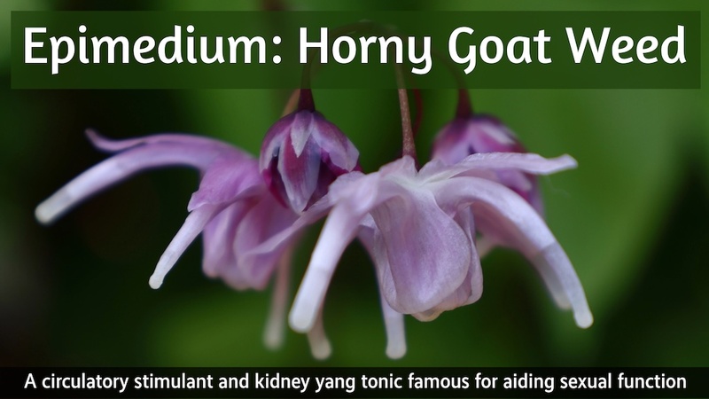 Epimedium: Horny Goat Weed: A circulatory stimulant and kidney yang tonic famous for aiding sexual function