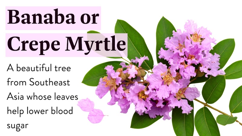 Banaba or Crepe Myrtle: A beautiful tree from Southeast Asia whose leaves help lower blood sugar