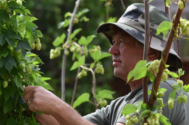 Picking hops