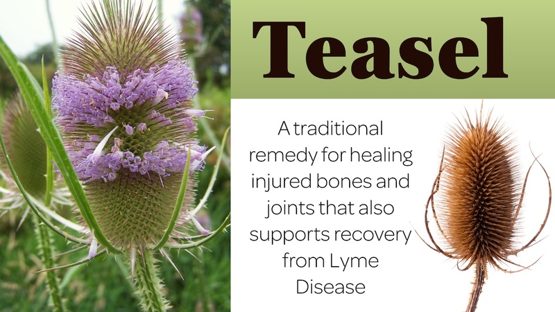 Teasel: A traditional herb for healing bones and joints and supporting recovery from Lyme Disease