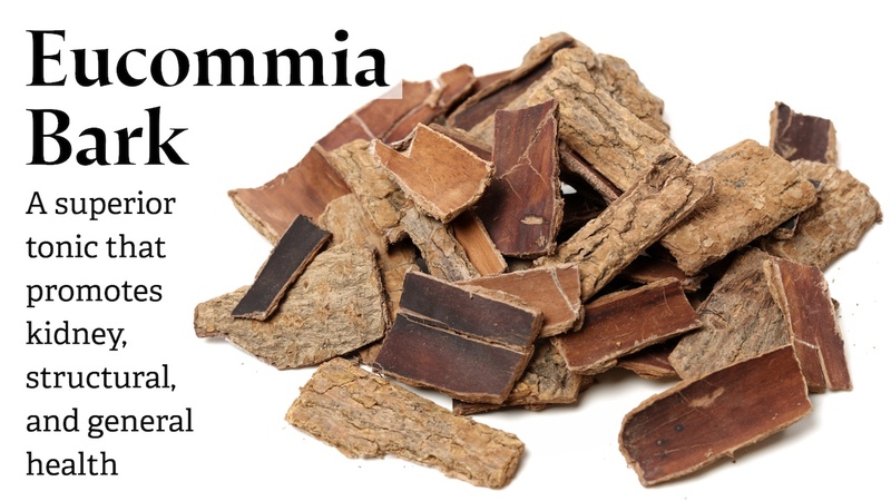 Eucommia Bark: A superior tonic that promotes kidney, structural, and general health