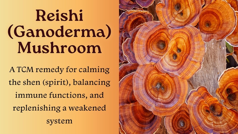 Reishi (Ganoderma) Mushroom: A TCM remedy for calming the shen (spirit), balancing immune functions, and replenishing a weakened system