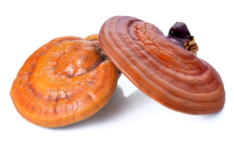 Reishi Mushrooms