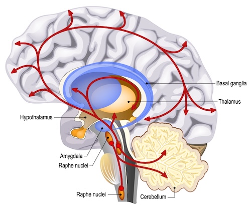Serotonin Pathways Color2