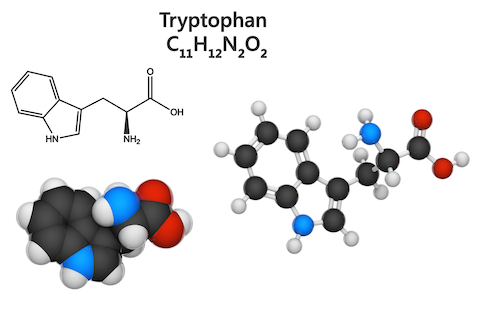 Tryptophan Molecule Article