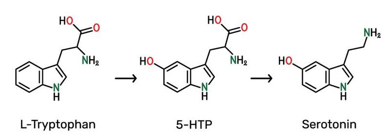 tryptophan 5 HTP serotonin edited