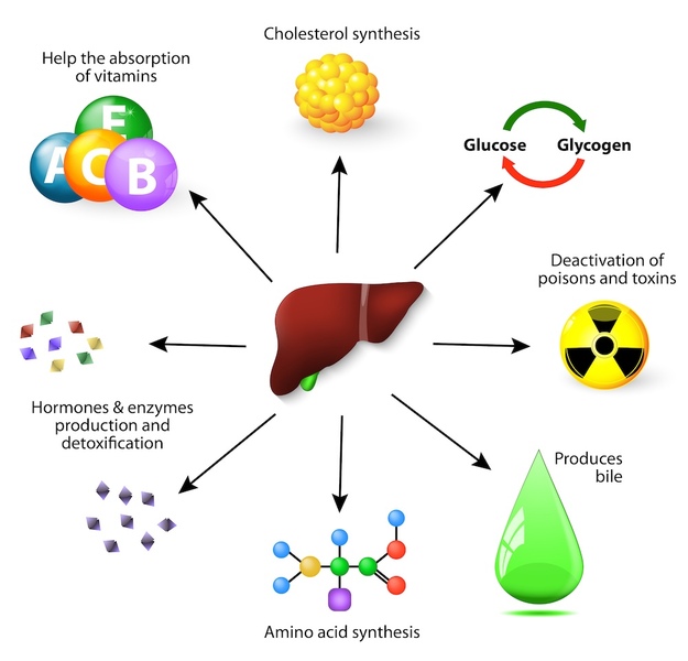 Liver Functions