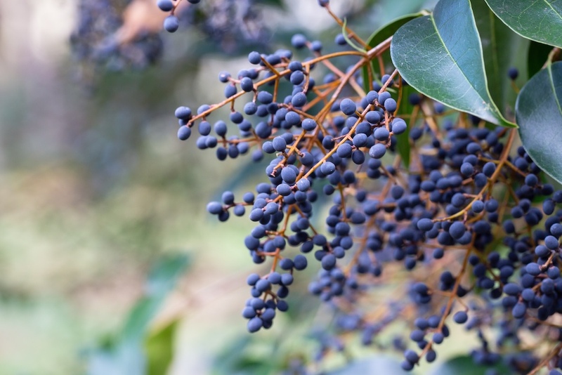 Privet Berries