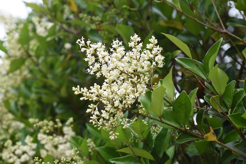 Privet flowers