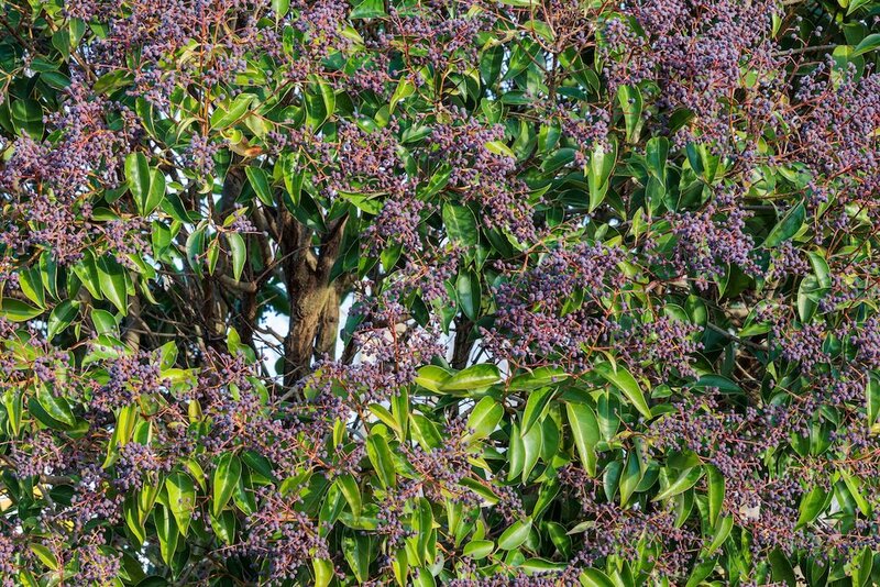 Privet leaves fruit