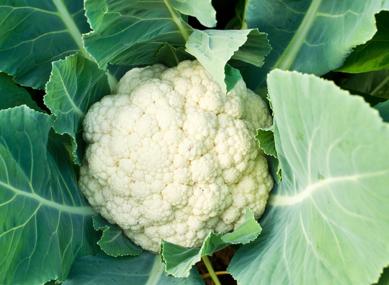 Cauliflower article