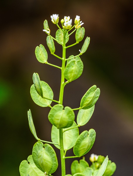 Field Pennycress Article