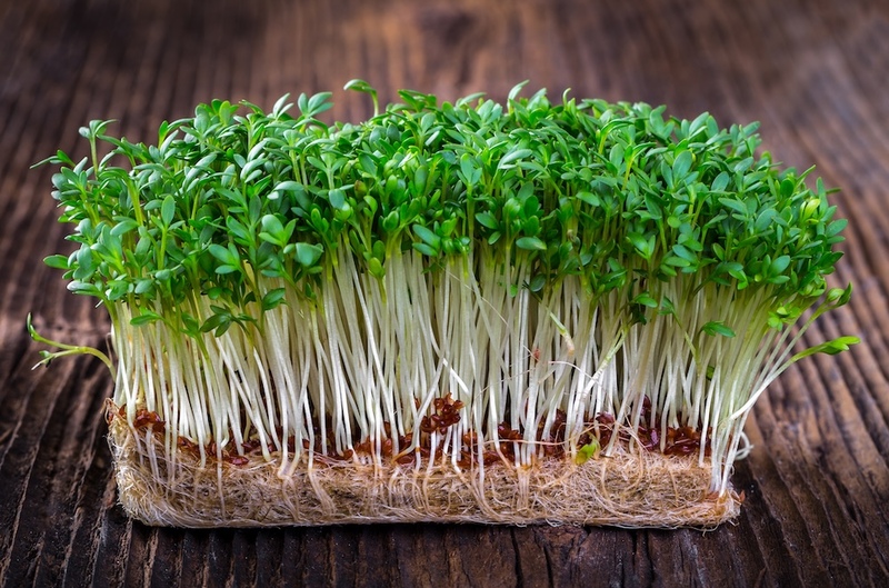 Garden Cress article