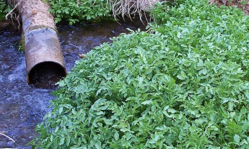 Watercress Article