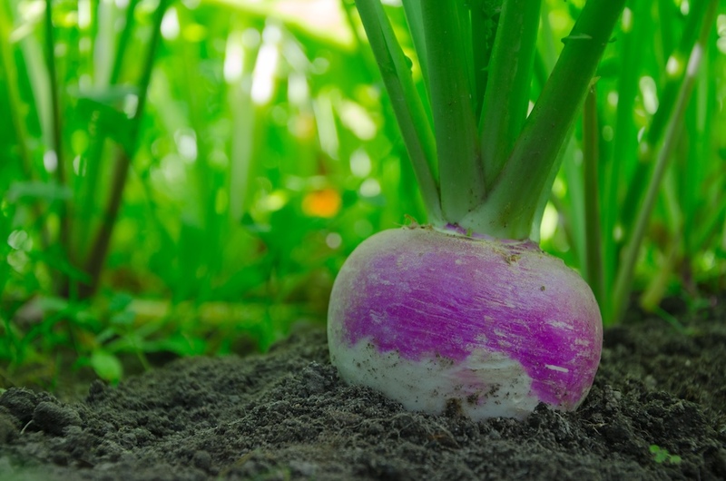 Turnip article