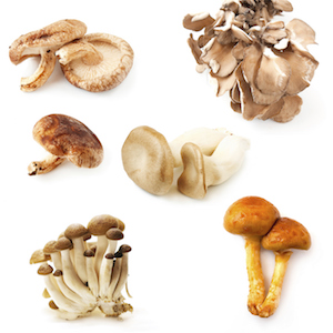 Medicinal Mushrooms