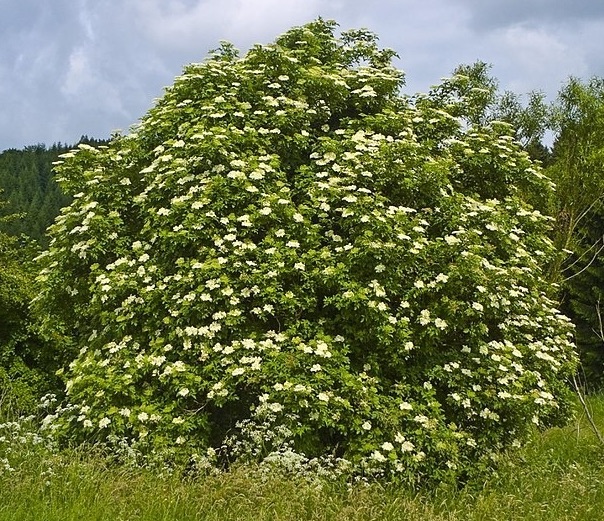 Flowering bush