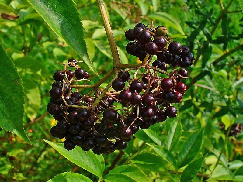 Sambucus canadensis berries