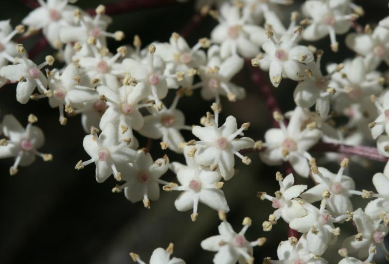 Elder flowers