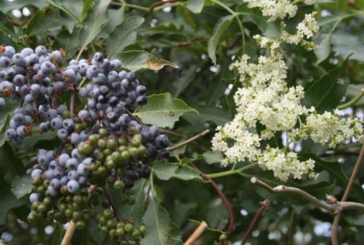 Sambucus caerulea berries and flowers