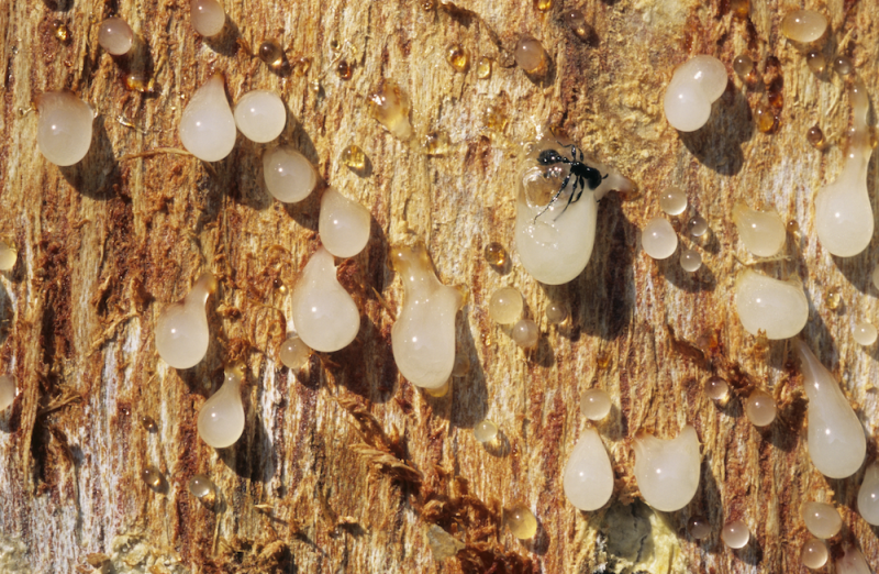 Boswellia resin