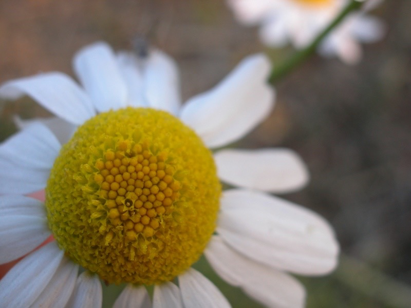 German Chamomile