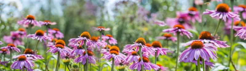 Echinacea field