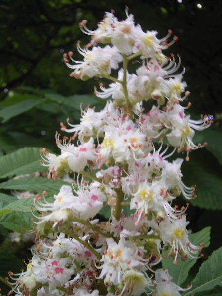 Chestnut Flowers