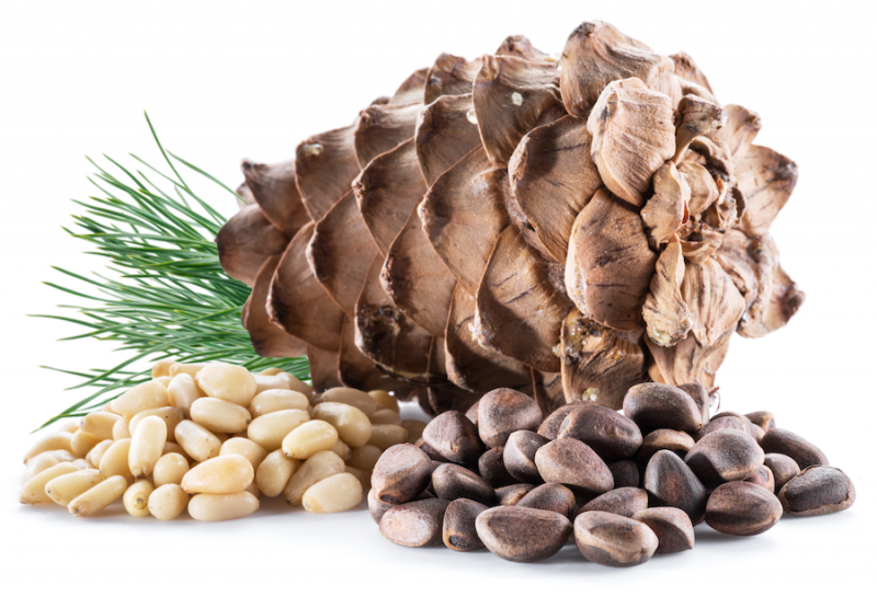 Pine Nuts and Cone