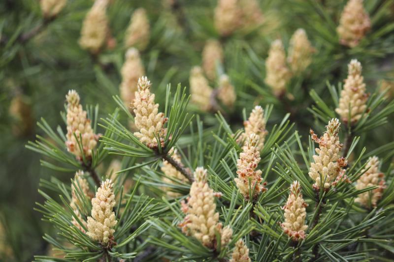 Pine Flowers