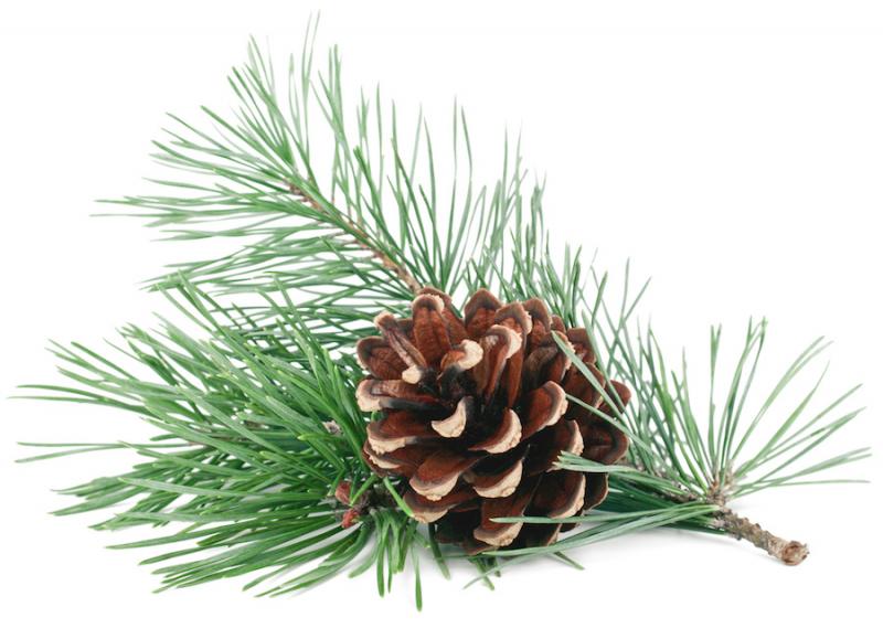 Pine Cone and Branch