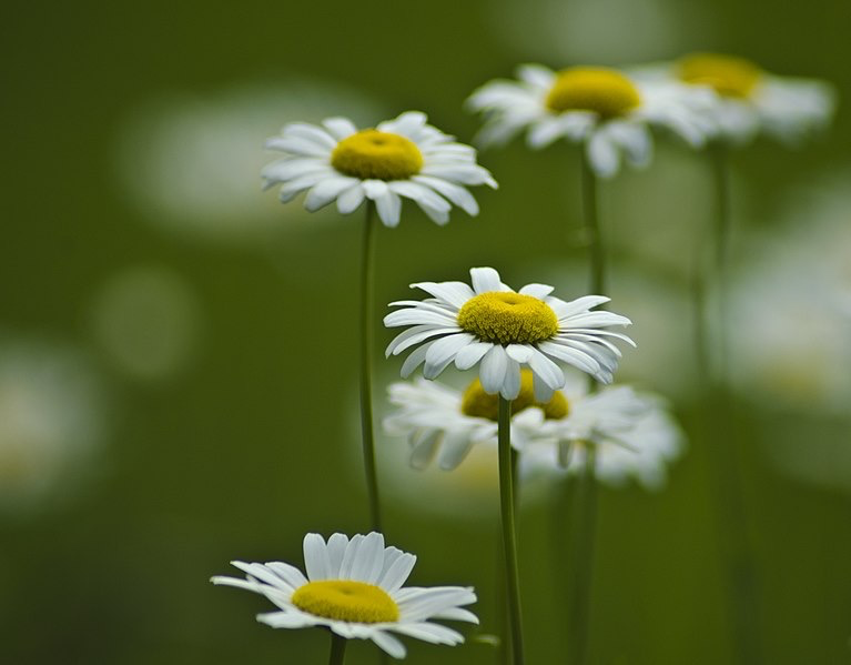 Chamomile Flowers from Adobe Stock