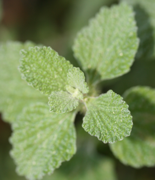 Horehound leaves